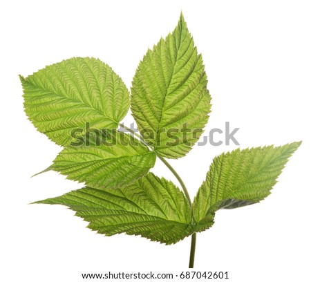 five raspberry green leaves isolated on white background