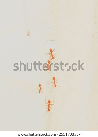 Five red ants crawling on the wall