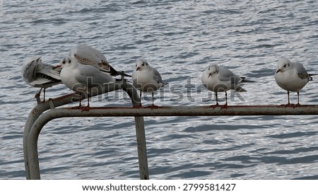 Five Seagulls Perched on a Railing by the Rhine River