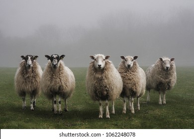Five sheep in a field on a misty morning in Dorset.