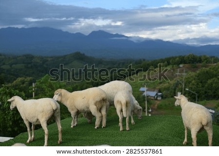 Five sheep stand on a grassy hilltop with rolling green hills and mountains under a cloudy sky in the background.
