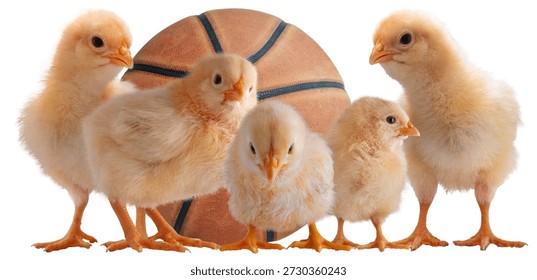 Five small buff Orpington chicks in front of a basketball that are short for the starting lineup for the championchips isolated on a white background.