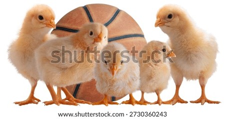 Five small buff Orpington chicks in front of a basketball that are short for the starting lineup for the championchips isolated on a white background.