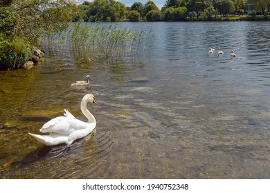 Five small cute cygnet and mother swan in river Corrib, Galway city, Ireland. Warm sunny day. Nature environment.