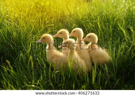 five small ducklings outdoor in on green grass
