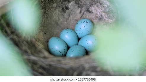 Blue Jay Nest Images Stock Photos Vectors Shutterstock