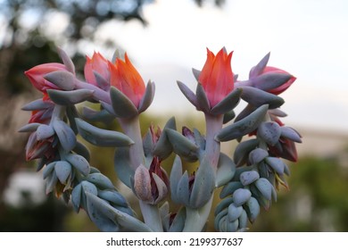 Five Small Orange Flowers Of A Succulent Plant