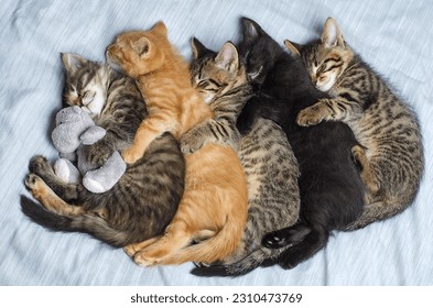 Five small striped domestic kittens sleeping hugging each other at home lying on bed white blanket funny pose, cute adorable pets cats, kittens for a postcard, - Powered by Shutterstock