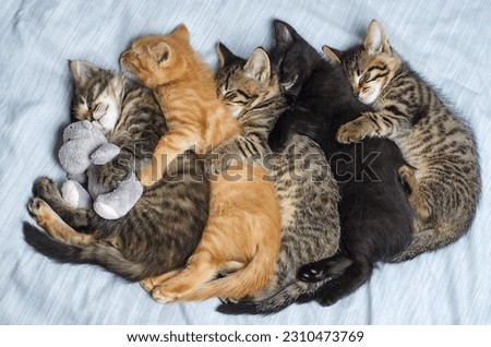 Five small striped domestic kittens sleeping hugging each other at home lying on bed white blanket funny pose, cute adorable pets cats, kittens for a postcard,
