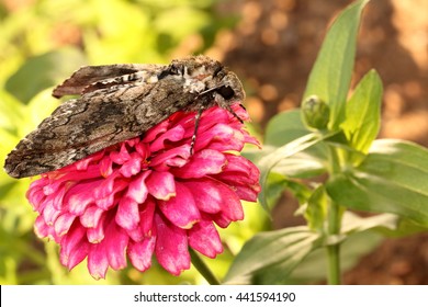 Five Spotted Hawk Moth Resting On A Pink Zinnia In The Flower Bed.