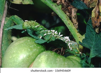 Five Spotted Hawkmoth Caterpillar (Manduca Quinquemaculata)