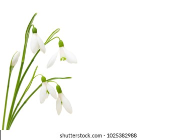 Five spring snowdrop flowers isolated on white background with clipping path