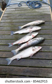 Five striped bass laying on a wooden dock after being caught on a fishing trip.