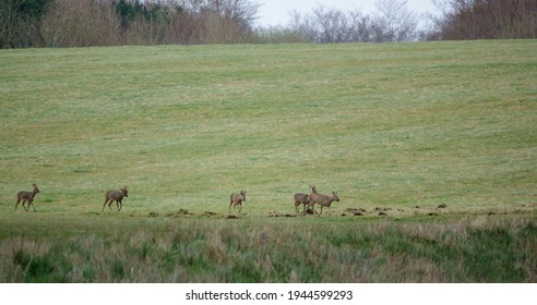 A Five Strong Herd Of Wild Roe Deer On Salisbury Plain, North Wessex Downs AONB