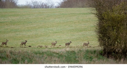 A Five Strong Herd Of Wild Roe Deer On Salisbury Plain, North Wessex Downs AONB