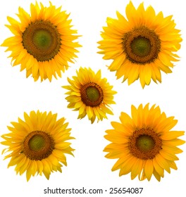 72 5 pedal flower Images, Stock Photos & Vectors | Shutterstock