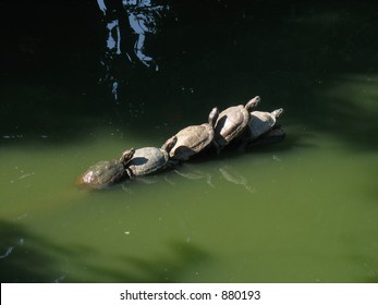 Five Sunning Turtles