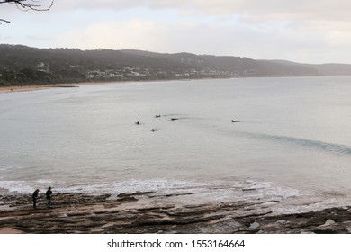 Five Surfers Catching Waves In A Calm Ocean, With Two People Walking Over Rocks In Foreground And A Beach Town And Hills In Background. Lorne, Victoria, Australia. Great Ocean Road.