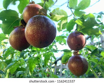 Five Sweet Purple Panama Passionfruit Growing On The Vine