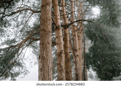 Five tall pine trees border a foggy forest pathway.