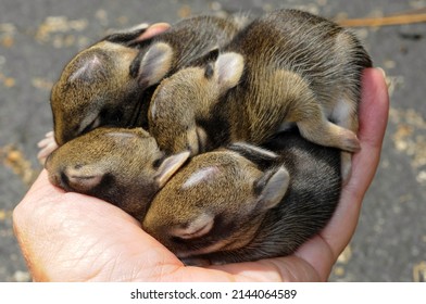 Five Tiny, Very Young Baby Cottontail Rabbits Whose Eyes Are Still Closed And Are Still Totally Dependent On The Mother Rabbit Who Left The Nest. They Fit Quite Well In The Palm Of My Hand.