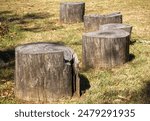 Five tree stump logs arranged in a curved arc for seating purposes for a picnic or a barbeque or braai in a South African garden at the Vaal Dam in the Free State in South Africa.