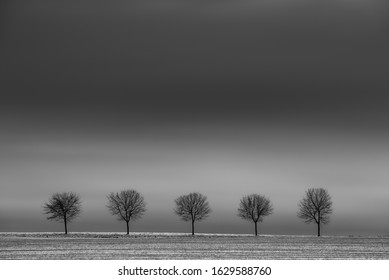 Five trees in the row in the field. Long exposure.