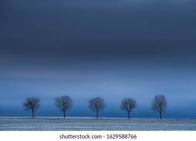 Five trees in the row in the field. Long exposure.