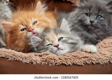 Five Two-weeks-old Crossbreed Kittens With Barely Opened Eyes Sit In Fur Basket. Pet Adoption, Animal Care.