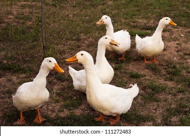 85,162 White ducks farm Images, Stock Photos & Vectors | Shutterstock