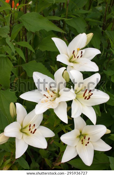 Five White Lilies Garden On Background Stock Photo (Edit Now) 295936727