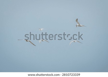 Five white seabirds are captured in flight against a clear blue sky, with one bird prominently soaring above the others in a dynamic formation