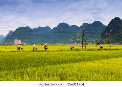 Five Women Ride Bicycle In The Rice Field In Lang Son, Vietnam