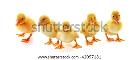 Five yellow fluffy ducklings