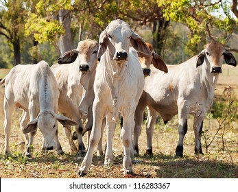 Five Young Brahman Cows In Herd On Rural Ranch Australian Beef Cattle