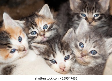 Five young stray kittens with blue eyes cuddled together for warmth at nap time. - Powered by Shutterstock