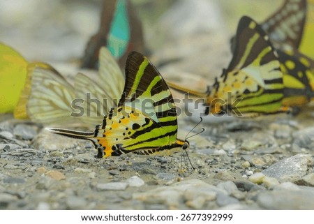 Fivebar Swordtail _ Graphium Antiphates or Pathysa Antiphates from buxa tiger reserve forest.