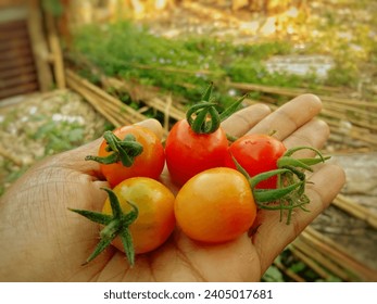 Fivee cherry tomatoes on the hand  