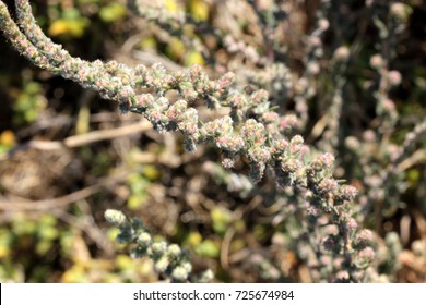 Smotherweed Images, Stock Photos & Vectors | Shutterstock