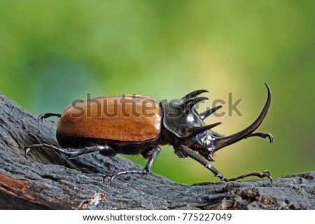 Five-horned rhinoceros beetle (Eupatorus gracilicornis) also known as Hercules beetles, Unicorn beetles, or Horn beetles. Selective focus, blurred nature green background.