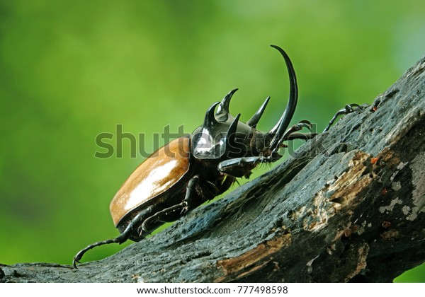 Five-horned rhinoceros beetle\
(Eupatorus gracilicornis) also known as Hercules beetles, Unicorn\
beetles, or Horn beetles. Selective focus, blurred nature green\
background.