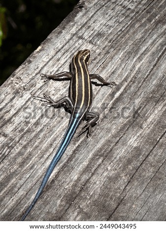The five-lined or blue-tailed skink lizard