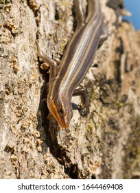 A five-lined sking is head down on the bark of a tree.