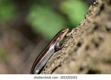 415 Five lined skink Images, Stock Photos & Vectors | Shutterstock