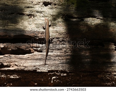 A five-lined skink, crawling on a withered, downed tree trunk, within the woodland forest of the Santee National Wildlife Refuge, Clarendon County, South Carolina.      
