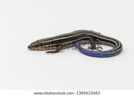 Five-lined Skink Lizard (Plestiodon fasciatus)