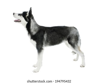 Fivemonth Puppy Siberian Husky Standing On Stock Photo 194795432 ...