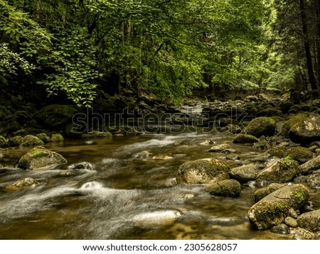 a fiver flowing throwgh a deep forest in the mountains