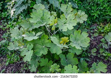 Five-seeded plume-poppy Macleaya cordata leaf .Macleaya cordata is a poisonous weed, but also a medicinal plant.