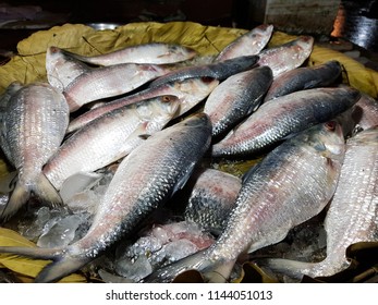 Five-spot Herring, Hilsa Kelee Shad Tenualosa Ilisha Fishes On Ice For Sale In Fish Market With Silvery Scale